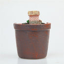 Basket Herb Bonsai Flower Pots Garden Sky Succulent Plant House Planter