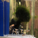 40mm Cichlids Fish Egg Incubator Hatchery Fish Eggs Instead Mouth Brooding Newly