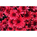 Chrysanthemum 1000pcs Jigsaw Puzzle Adults Children Educational Assembling