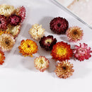 Dried Flower Material - Real Pressed Dry Flowers & Leaves Set for Nail Art Ma