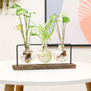 Home Decoration Plant Flower Pot Flower Arrangement Hydroponic Vase Glass Vase