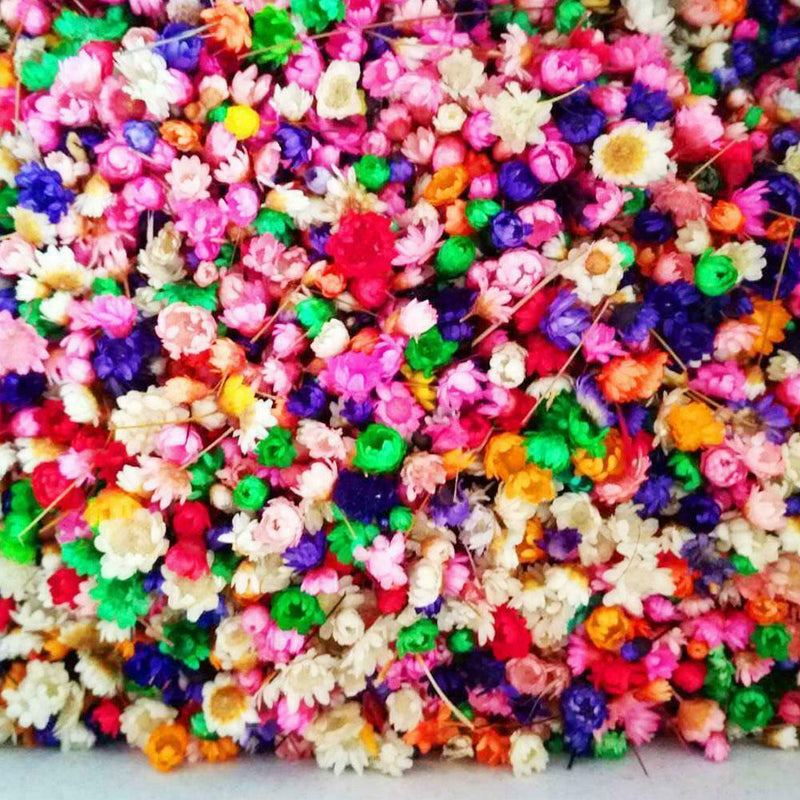 Small Star Dried Flower Head Daizy DIY Nail Art Filling Decor Hand Craft M9K0