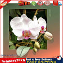 Diamond Painting 5D DIY flower Round Drill Rhinestone Picture(B3320) Newly