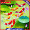 5D DIY Full Drill Diamond Painting Swimming Fish Cross Stitch Embroidery Decor