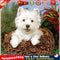 5D Full Round Drill Diamond Painting Dog diy Embroidery Animal Decor (282) Newly