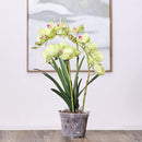 5pcs Orchid Planting Pots Transparent Seedling Garden Flower Pot (no Base) Newly