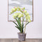 5pcs Orchid Planting Pots Transparent Seedling Garden Flower Pot (no Base) Newly