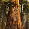 Old Man Tree Face Hugger, Funny Bark Facial Features Art Decor for Yard, Ga