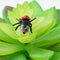 Fruit Fly Toys Prank Props Tricky Toys For Home G0A8