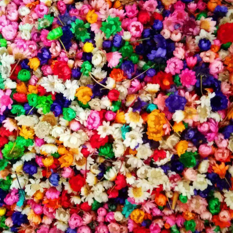 Small Star Dried Flower Head Daizy DIY Nail Art Filling Decor Hand Craft M9K0