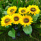 LED Solar Sunflower Shape Light Ground Plug-in Iron Lamp Path Decor (A)
