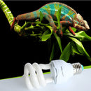 Reptile UVB  13W  Compact Light Fluorescent Desert Terrarium Lamp Bulb