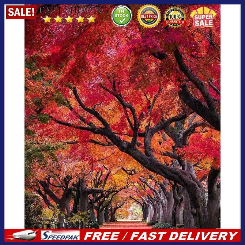 Path Scene Oil Paint by Numbers Hand Painted Frameless Picture Home Ornament