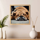 Hand Painted on Canvas DIY Sleeping Dog Oil Paint By Numbers Drawing Kit Cr