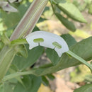 50pcs Plastic Tomato Fixing Clip Fruit Seedling Hanging Reinforcement Anti Bend