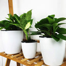 Bonsai Automatic Water Absorbing Container Succulent Plant Balcony Flower Pot