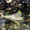 Artificial Crocodile Alligator Head Foam Floating Decoy Pond For Pool U8P7