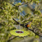 Outdoor Bird Feeder Stainless Steel Plate Hanging Feeder Garden Yard Decoration