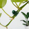 Clamping Plant Clips Gardening Tool Vine Support Bundle Orchid Stem Clip