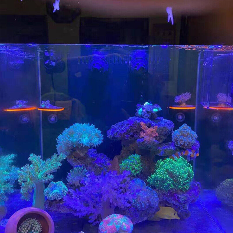 Fish Tank Fluorescence Coral Frag Rack Aquarium Reef w/ Plug Holder (Green)