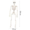 Poseable Full Life Skeleton Prop Halloween Decorati Party H3Q2 E6B4