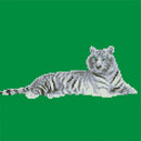 DIY Diamond White Tiger Painting Cross Stitch Needlework Crafts Decor