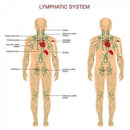Extract Lymphatic Drainage Ginger Oil Essential Oil Body Massage Skin Care