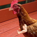 Thumbs Up Chicken Arms Made in Texas Gag Gift Chicken Arms For Chicken HOT I8O1