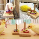 Training Bird Interactive Parrot Basketball Skateboard Ferrule Tower Toys