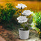 #A 3LED Rose Flower Solar Light Bonsai Flowerpot Garden Indoor Balcony Decor Lam