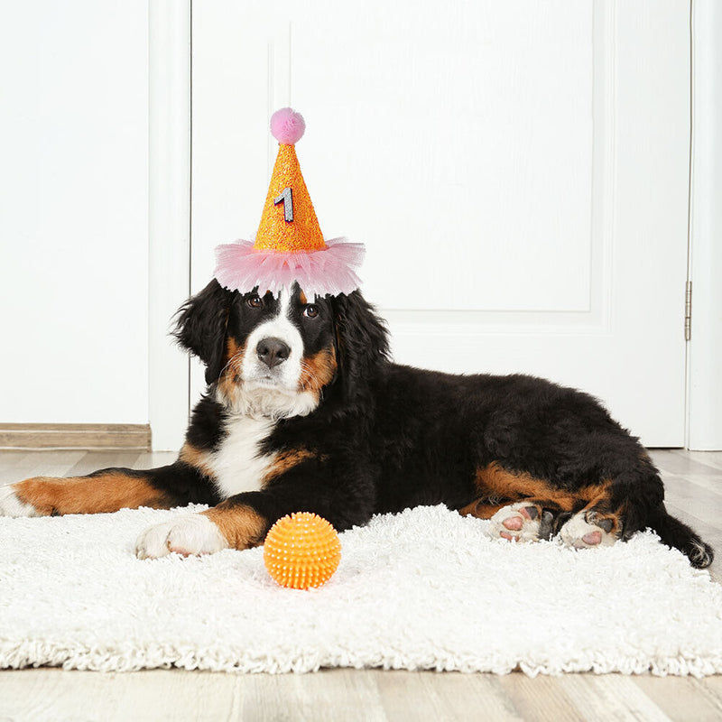 Pet Dog Birthday Hat with Number Cat Headwear Costume Party Decoration Suppli