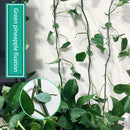 10pcs Plant Bracket Invisible Wall Vine Climbing Fixed Buckle Clamp Clip Holder