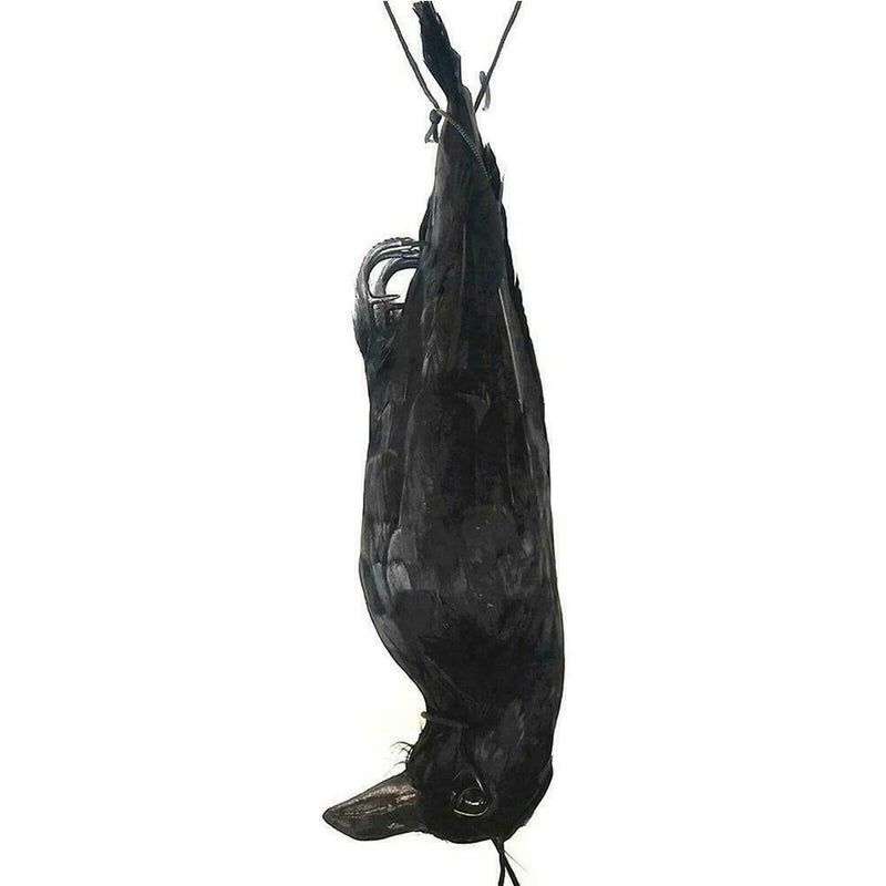 Realistic Hanging Dead Crow Decoy Lifesize Extra Large Feathered Black Cro best