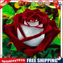 Handmade DIY Full Round Drill Diamond Painting 5D Valentine Rose Poster Kit