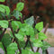 Simulation Fence Artificial Green Leaf Home Garden Yard Decor Wooden Fence Newly