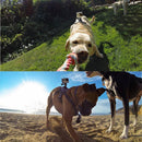 Belt Adjustable Fetch Dog Band For Gopro Hero 10 9 8 7 6 5 SJCAM DJI Action
