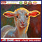 Oil Paint By Numbers Animal Set Coloring Picture Digital Drawing