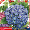 Partial Embroidery Hydrangea Printed Cross Stitch 14CT 2 Strand Cotton Kit Newly
