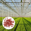 50pcs Plastic Grafting Clips Garden Vegetable Eggplant Vine Clamp (Flat) Newly