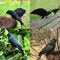 2Pcs Simulation Crow Black Crow Props Feather Birds Home Horror Decor J2Z2