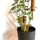 Garden Coir Coconut Sticks Vine Support Extension Plant Climbing Pole Stick