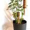 Garden Coir Coconut Sticks Vine Support Extension Plant Climbing Pole Stick