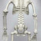 Poseable Full Life Skeleton Prop Halloween Decorati Party H3Q2 E6B4