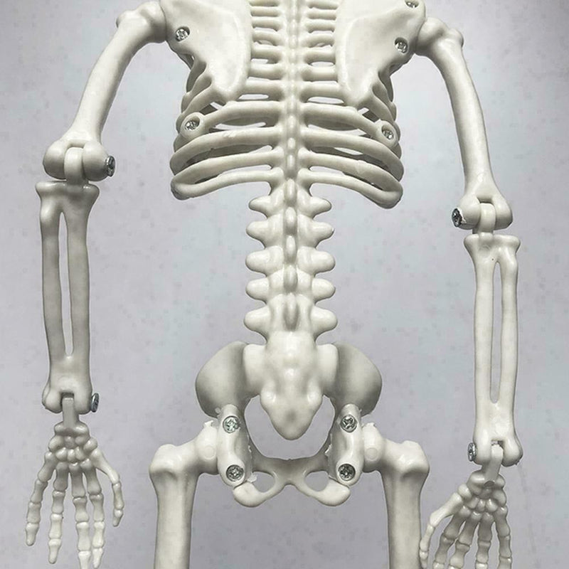 Poseable Full Life Skeleton Prop Halloween Decorati Party H3Q2 E6B4