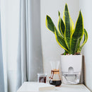 2 Layer ABS Flowerpot Self Watering Plant Container w/Water Tank (15.3cm) Newly