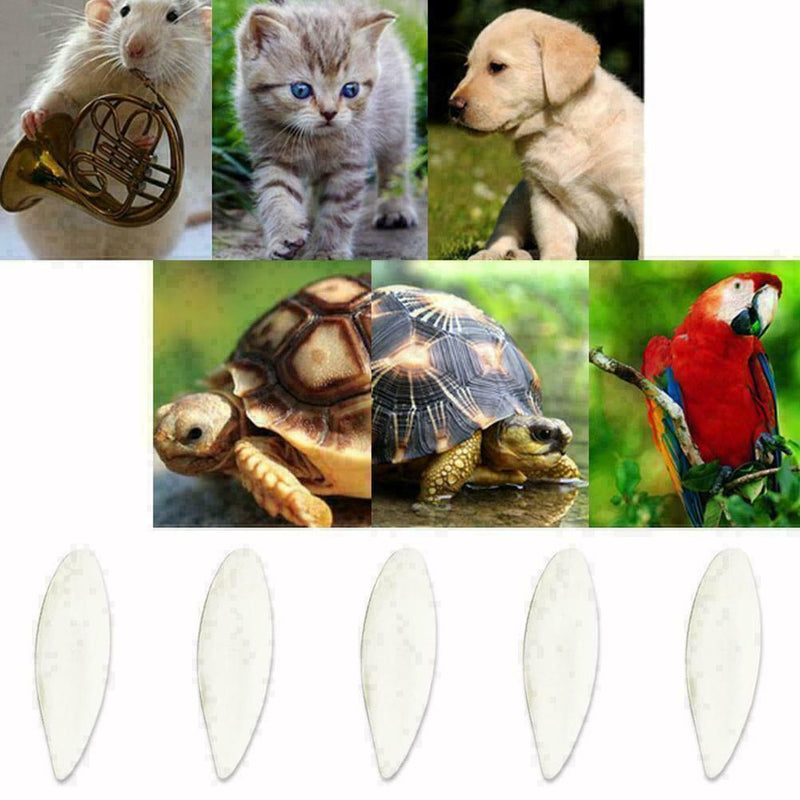 5Pcs/Set Cuttlefish Bone Cuttle Fish Bird Food Calcium HOT R9Y2 F Reptiles C6S1