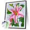 Special Flower 40x50cm Oil Paint By Numbers DIY Painting