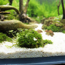 Moss Balls Live Marimo Moss Ball Moss Balls Decorative Moss Ball Moss Balls
