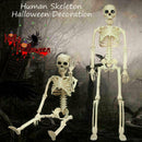Poseable Human Skeleton Prop Halloween Party Decoration Plastic Durable C9C0