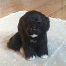 20cm Realistic Labrador Puppy Dog Plush Simulation Home Toys E9X2 T6P5 H1S2